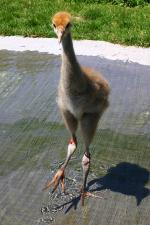 Black Red Black -12th June 2014 Black Red Black -12th June 2014